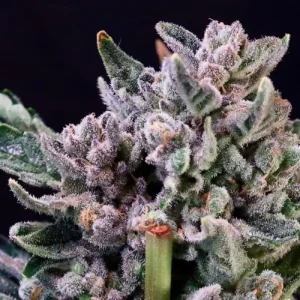 Gelato 41 - Atlas Seed