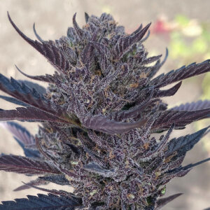 GMO 8 Automatic - Atlas Seed