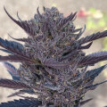 GMO 8 Automatic - Atlas Seed