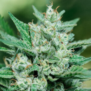 Blue Dream Fast - Atlas Seed
