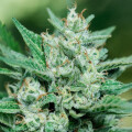 Blue Dream Fast - Atlas Seed