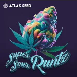 Super Sour Runtz by Atlas Seed