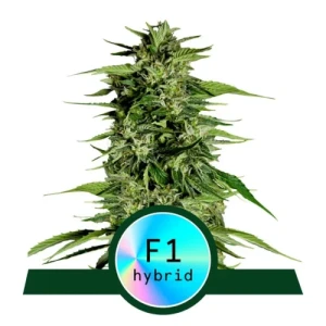 Hyperion F1 Automatic by Royal Queen Seeds