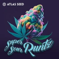Super Sour Runtz by Atlas Seed 5+2 Seeds