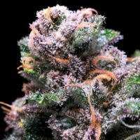 Tropical Cooler by Atlas Seed 5+2 Seeds