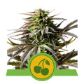 Cherry Pie Automatic - Royal Queen Seeds