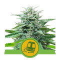 Trainwreck Automatic by Royal Queen Seeds