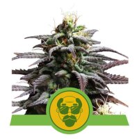 Granddaddy Purple Automatic - Royal Queen Seeds