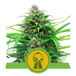 Pink Runtz Automatic by Royal Queen Seeds