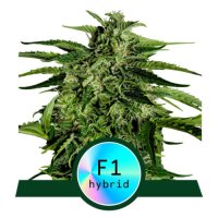 Apollo F1 Automatic by Royal Queen Seed 3 Seeds