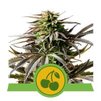 Cherry Pie Automatic by Royal Queen Seeds 3 Seeds