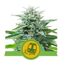 Trainwreck Automatic by Royal Queen Seeds 1 Seed