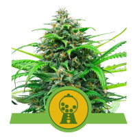 Pink Runtz Automatic by Royal Queen Seeds 1 Seed