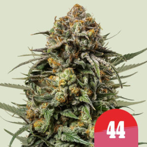 Gelato 44 - Royal Queen Seeds