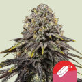 Dynamite Diesel - Royal Queen Seeds