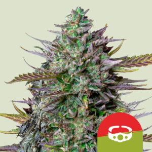 GOATlato Automatic by Royal Queen Seeds