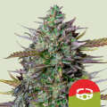 GOATlato Automatic by Royal Queen Seeds