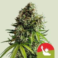 NYC Sour D Automatic - Royal Queen Seeds 3 Samen