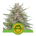Grape Ape Automatic by Royal Queen Seeds