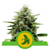 Fat Banana Automatic - Royal Queen Seeds