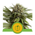 Apple Fritter Automatic - Royal Queen Seeds