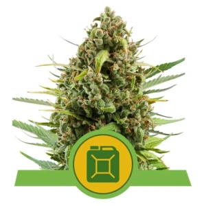 Diesel Automatic - Royal Queen Seeds