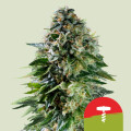 Corkscrew Automatic by Royal Queen Seeds