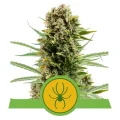 White Widow Automatic - Royal Queen Seeds