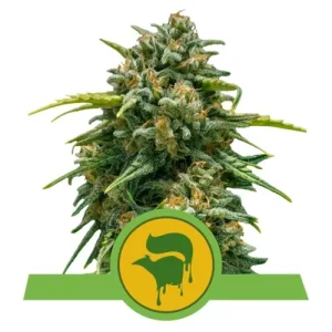 Sweet Skunk Automatic by Royal Queen Seeds