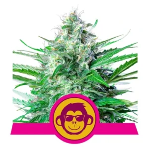 Grape Ape by Royal Queen Seeds