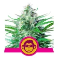 Grape Ape by Royal Queen Seeds