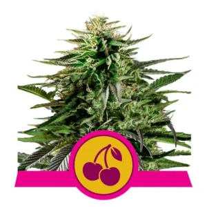 Cherry Pie - Royal Queen Seeds