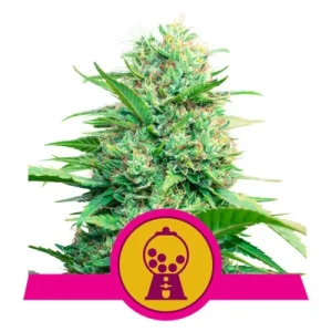 Pink Runtz - Royal Queen Seeds