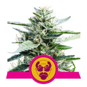 Granddaddy Purple by Royal Queen Seeds