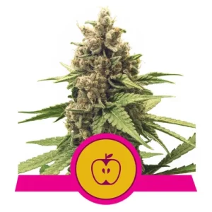 Apple Fritter by Royal Queen Seeds