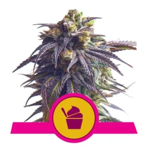 Sundae Driver by Royal Queen Seeds