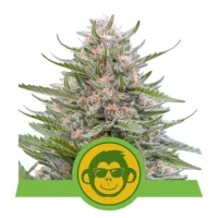 Grape Ape Automatic by Royal Queen Seeds 5 Seeds