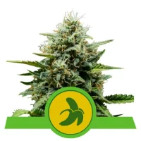Fat Banana Automatic by Royal Queen Seeds 1 Seed