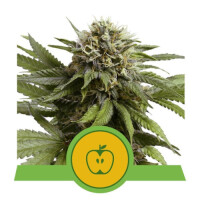 Apple Fritter Automatic by Royal Queen Seeds 3 Seeds
