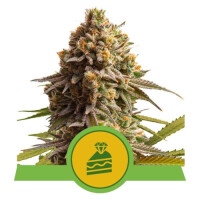 Wedding Cake Automatic by Royal Queen Seeds 5 Seeds