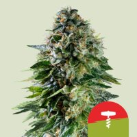 Corkscrew Automatic by Royal Queen Seeds 3 Seeds