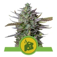 Blue Cheese Automatic by Royal Queen Seeds 1 Seed