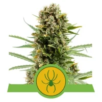 White Widow Automatic by Royal Queen Seeds 3 Seeds