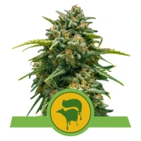 Sweet Skunk Automatic by Royal Queen Seeds 3 Seeds