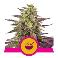 Cereal Milk by Royal Queen Seeds 1 Seed