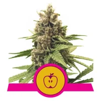 Apple Fritter by Royal Queen Seeds 3 Seeds