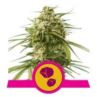Gushers - Royal Queen Seeds