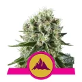 Critical Kush - Royal Queen Seeds