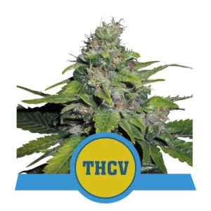 Royal THCV by Royal Queen Seeds