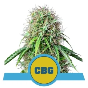 Royal CBG Automatic by Royal Queen Seeds